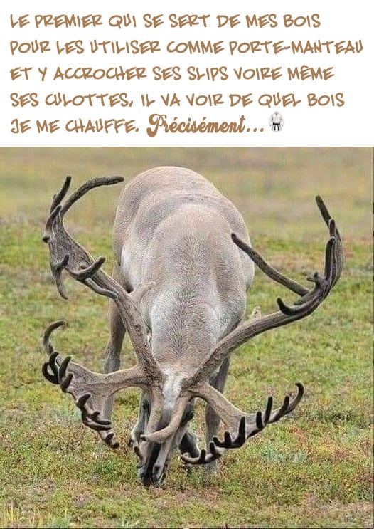 Cerfs-ANNONCE.jpg