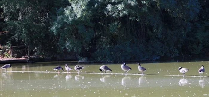 oiseaux buttes chaumont.png