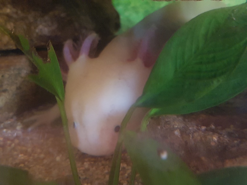 axolotl650_Mini.jpg