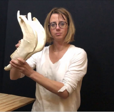 mâchoire d'âne.png