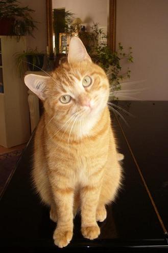 Tigrou sur le piano 2.JPG