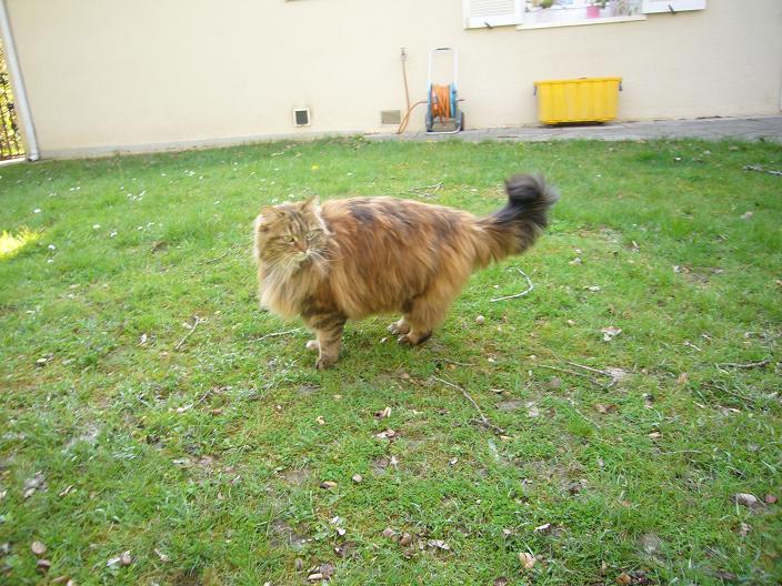 Fleur dans jardin.JPG