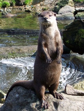 loutre.jpg