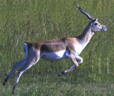 la proie de Léon.jpg