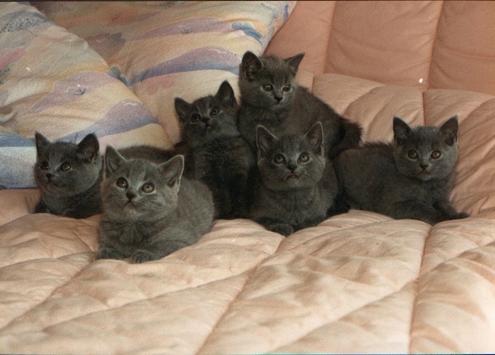 bébés de Léon et Baguerra.jpg