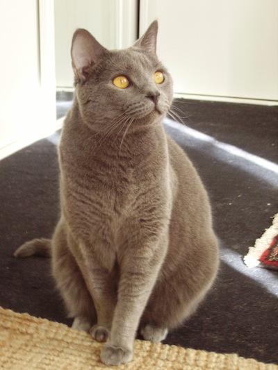 Léon le magnifique.JPG