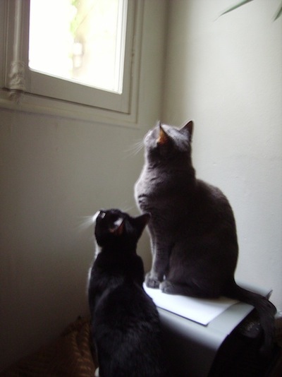 nos amis les oiseaux.JPG