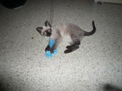 canneà pêche pour chat.jpg