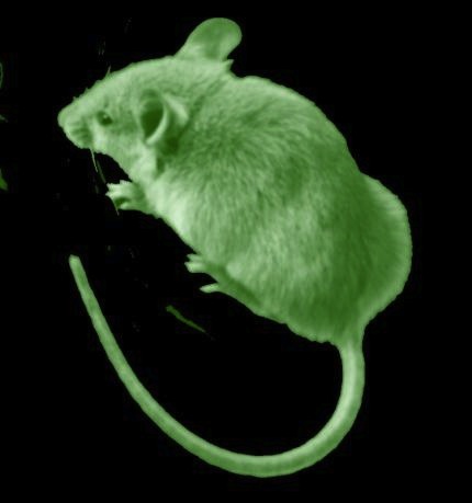 je suis pas discrète.jpg