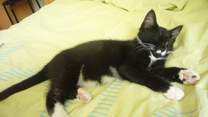 chaton arrivé à la maison.JPG