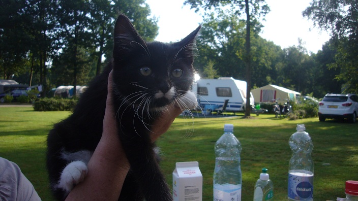 chaton sur un camping.JPG