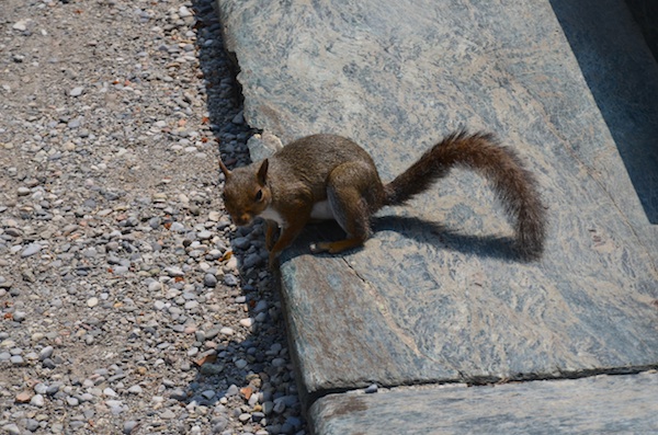 DSC_0378 - copie.jpg