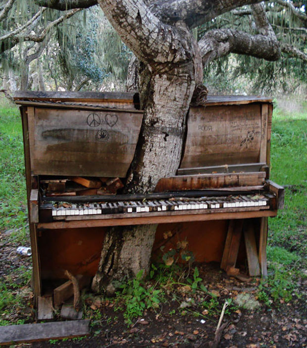 un-arbre-a-pousse-a-travers-ce-vieux-piano-en-californie_67395_w620.jpg