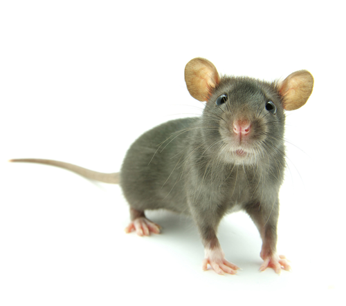 Animaux-Souris-24756.png
